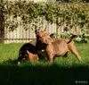 Собаки - Американский булли - Лида - Фото 9 Американский булли - Лида - 264729 - Доска объявлений Kupika.by - Фото 9