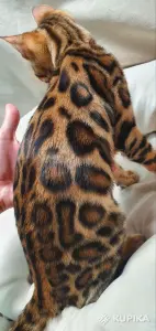 Бенгальские котята