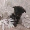 Йоркширский терьер - Вся Беларусь - 265829 - Доска объявлений Kupika.by - Фото 4