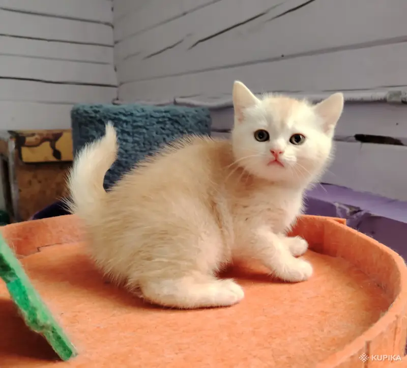 Котенок шотландский - Вся Беларусь - 265399 - Доска объявлений Kupika.by - Фото 2
