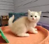 Котенок шотландский - Вся Беларусь - 265399 - Доска объявлений Kupika.by - Фото 2