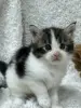 Мейн-кун котята - Кобрин - 264429 - Доска объявлений Kupika.by - Фото 7