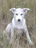 Щенки - Вся Беларусь - 265440 - Доска объявлений Kupika.by - Фото 11