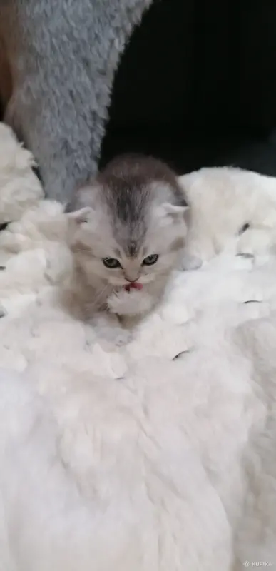 Котята  вислоухие шотландские - Вся Беларусь - 265605 - Доска объявлений Kupika.by - Фото 4