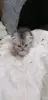 Котята  вислоухие шотландские - Вся Беларусь - 265605 - Доска объявлений Kupika.by - Фото 4