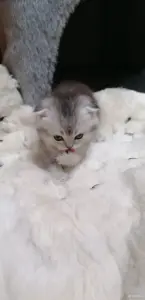 Котята вислоухие шотландские