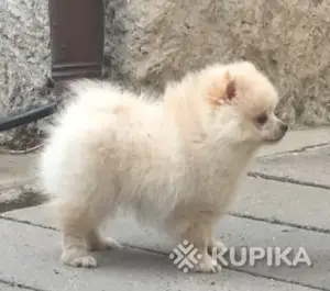 Шпиц мини девочка. Цена в рублях.