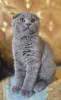 шотландский котёнок - Вся Беларусь - 265861 - Доска объявлений Kupika.by