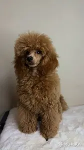 Собаки