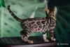 Бенгальский котёнок мальчик, кот бенгал - Вся Беларусь - 264822 - Доска объявлений Kupika.by - Фото 2