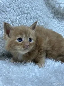 Мейн-Кун котята
