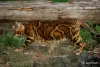 Бенгальская кошка - Вся Беларусь - 264749 - Доска объявлений Kupika.by