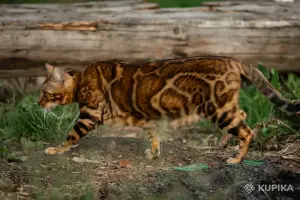 Бенгальская кошка