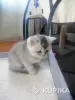 Шотландские котята правильной вязки - Свислочь - Мин. область - 264096 - Доска объявлений Kupika.by - Фото 2