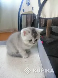 Шотландские котята правильной вязки