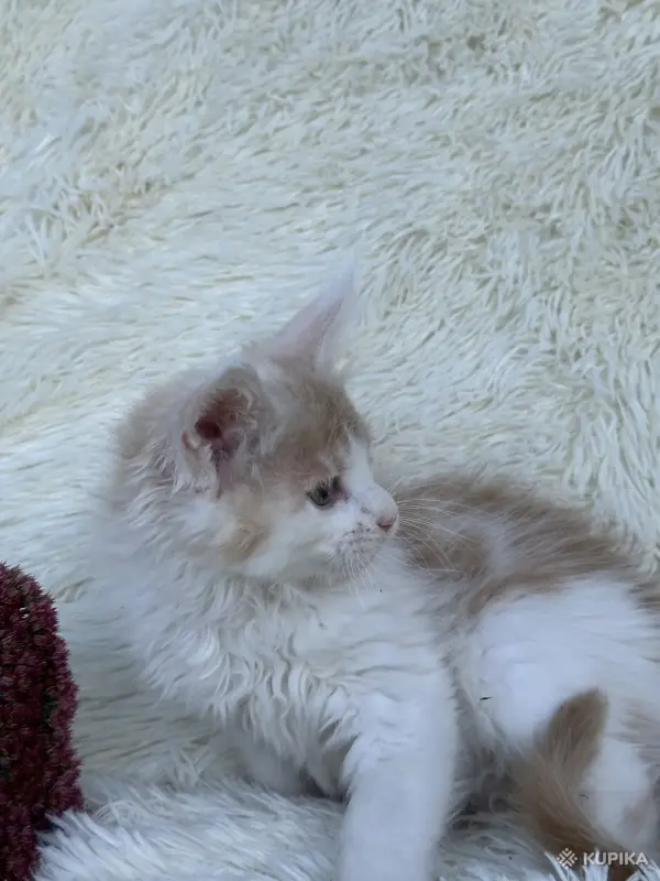 Кошки - Мейн-кун котята - Вся Беларусь - Фото 6 Мейн-кун котята - Вся Беларусь - 264222 - Доска объявлений Kupika.by - Фото 6