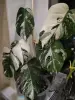 Монстера Альба и др. Высылаю почтой. - Вся Беларусь - 264372 - Доска объявлений Kupika.by