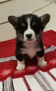 Вельш корги . Цена в рублях.