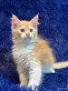 Кошки - Мейн-кун котята - Комарин - Фото 12 Мейн-кун котята - Комарин - 264967 - Доска объявлений Kupika.by - Фото 12
