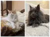 Кошки - Мейн-кун котята - Ружаны - Фото 14 Мейн-кун котята - Ружаны - 263816 - Доска объявлений Kupika.by - Фото 14