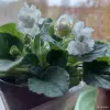Фиалка - Вся Беларусь - 264819 - Доска объявлений Kupika.by