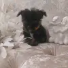 Йоркширский терьер - Вся Беларусь - 265829 - Доска объявлений Kupika.by - Фото 2