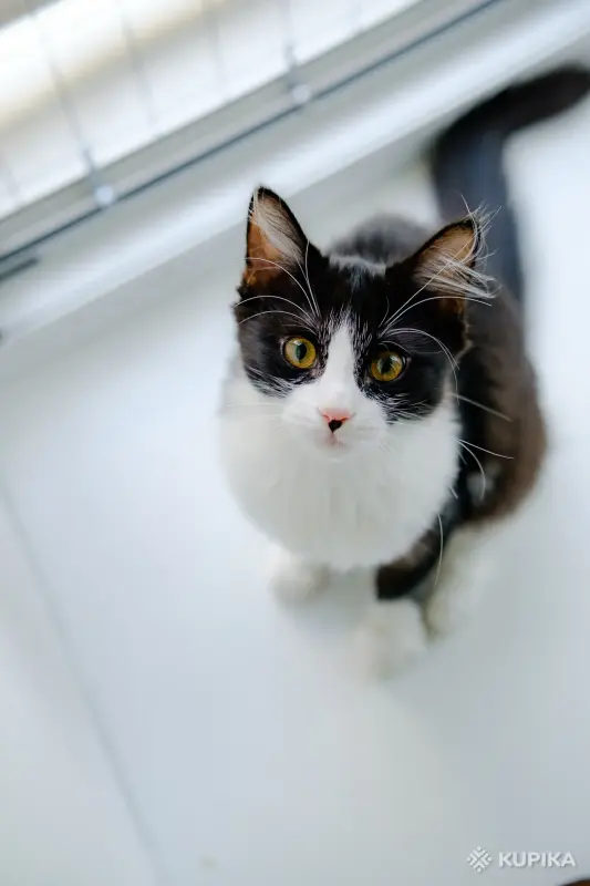 Кошки - Котята Бадун и Носок (5 месяцев) ищут дом - Уречье - Фото 7 Котята Бадун и Носок (5 месяцев) ищут дом - Уречье - 264858 - Доска объявлений Kupika.by - Фото 7