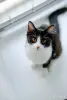 Кошки - Котята Бадун и Носок (5 месяцев) ищут дом - Уречье - Фото 7 Котята Бадун и Носок (5 месяцев) ищут дом - Уречье - 264858 - Доска объявлений Kupika.by - Фото 7