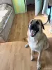 Собака - Вся Беларусь - 265750 - Доска объявлений Kupika.by - Фото 2