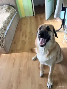 Собака