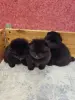 Собаки - Померанский шпиц. - Вся Беларусь - Фото 3 Померанский шпиц. - Вся Беларусь - 264662 - Доска объявлений Kupika.by - Фото 3