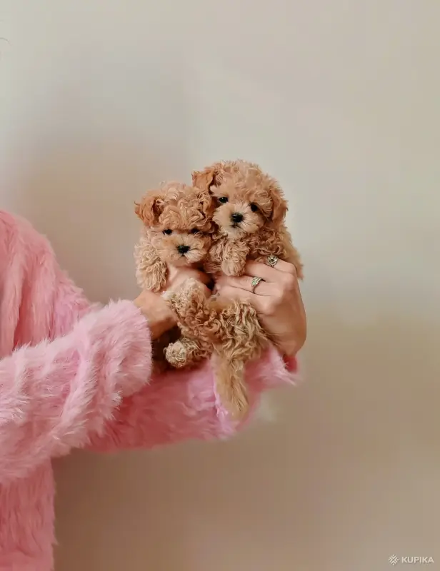 Собаки - Мальтипу ф1 мини девочки - Вся Беларусь - Фото 3 Мальтипу ф1 мини девочки - Вся Беларусь - 264974 - Доска объявлений Kupika.by - Фото 3