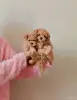 Собаки - Мальтипу ф1 мини девочки - Вся Беларусь - Фото 3 Мальтипу ф1 мини девочки - Вся Беларусь - 264974 - Доска объявлений Kupika.by - Фото 3