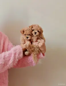 Мальтипу ф1 мини девочки