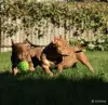 Собаки - Американский булли - Лида - Фото 10 Американский булли - Лида - 264729 - Доска объявлений Kupika.by - Фото 10