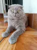 Кошки - Василий - лиловый вислоухий кот в дар - Вся Беларусь - Фото 5 Василий - лиловый вислоухий кот в дар - Вся Беларусь - 264157 - Доска объявлений Kupika.by - Фото 5