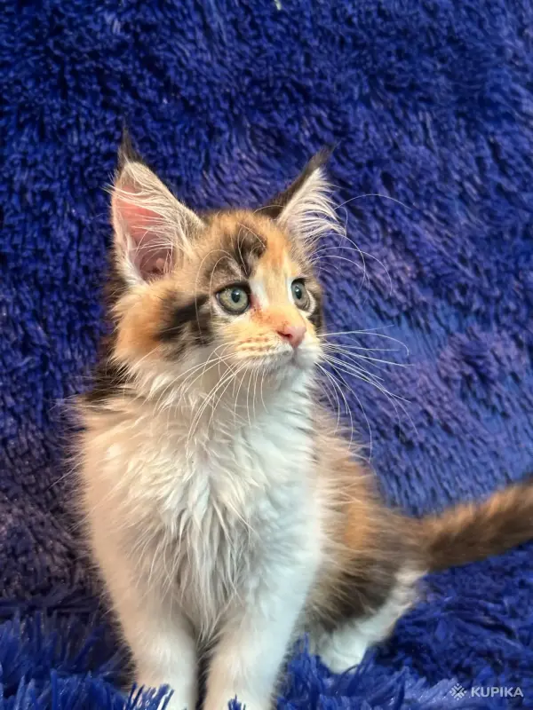 Кошки - Мейн-кун котята - Комарин - Фото 11 Мейн-кун котята - Комарин - 264967 - Доска объявлений Kupika.by - Фото 11
