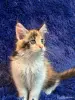 Кошки - Мейн-кун котята - Комарин - Фото 11 Мейн-кун котята - Комарин - 264967 - Доска объявлений Kupika.by - Фото 11