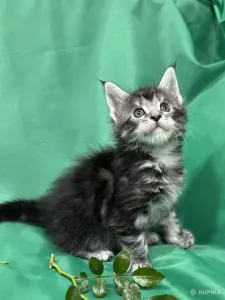 Мейн-кун котята