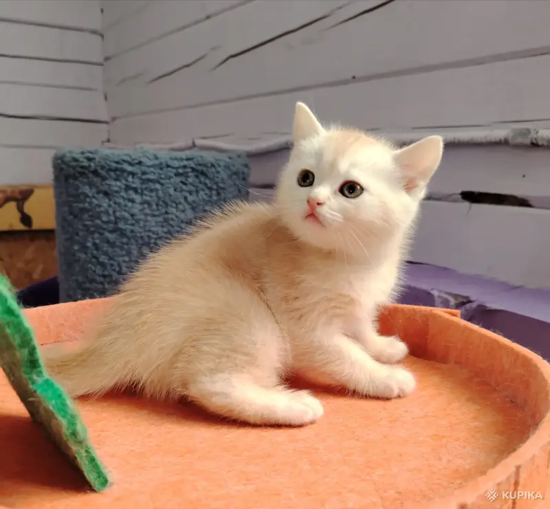 Котенок шотландский - Вся Беларусь - 265399 - Доска объявлений Kupika.by - Фото 3