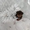 Йоркширский терьер - Вся Беларусь - 265743 - Доска объявлений Kupika.by - Фото 9
