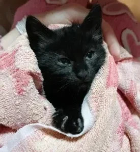 Котенок-мальчик даром