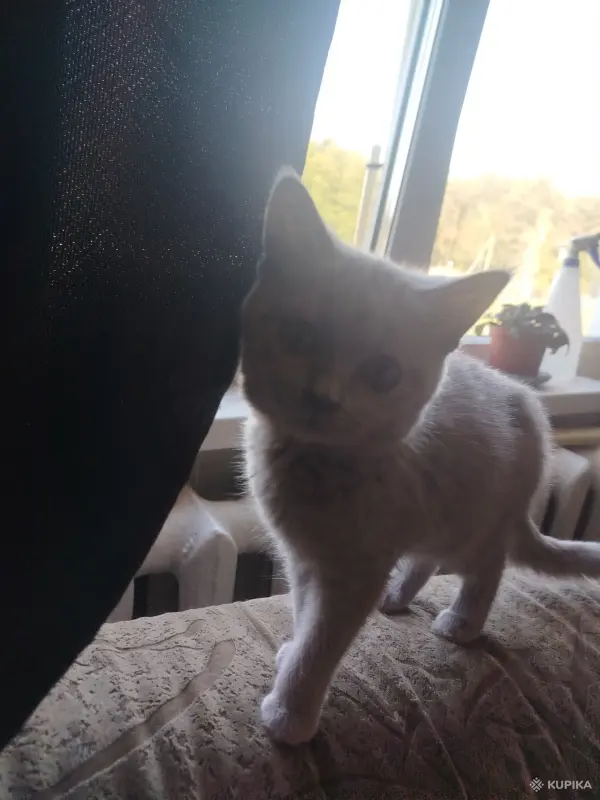 Котята бесплатно - Вся Беларусь - 264160 - Доска объявлений Kupika.by - Фото 7