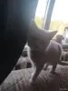 Котята бесплатно - Вся Беларусь - 264160 - Доска объявлений Kupika.by - Фото 7