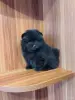 Собаки - Щенки померанского шпица. - Вся Беларусь - Фото 5 Щенки померанского шпица. - Вся Беларусь - 264664 - Доска объявлений Kupika.by - Фото 5