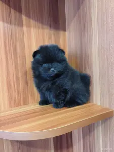 Щенки померанского шпица.