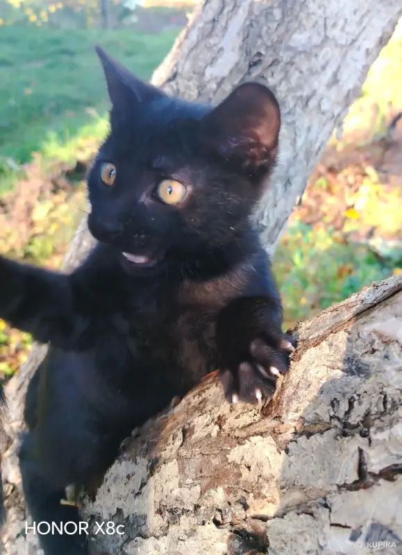 Веселые добрые котята - Вся Беларусь - 264790 - Доска объявлений Kupika.by - Фото 3