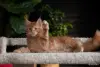 Кошки - Чистокровная девочка МЕЙН-КУН. - Вся Беларусь - Фото 3 Чистокровная девочка МЕЙН-КУН. - Вся Беларусь - 263848 - Доска объявлений Kupika.by - Фото 3