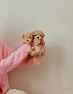 Мальтипу ф1 мини девочки
