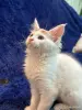 Кошки - Мейн-кун котята - Комарин - Фото 8 Мейн-кун котята - Комарин - 264967 - Доска объявлений Kupika.by - Фото 8